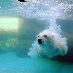 Polar-bear_w150