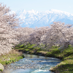 Row-of-cherry-blossom-trees_w150