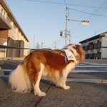 dog-intersection_w150