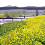 ongagawa-Rape-blossoms_w150